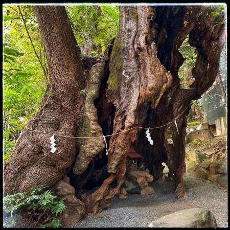 来宮神社の第2大楠