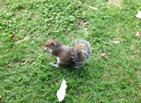 ハイドパークのリス