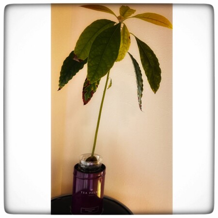 紅茶缶の使い道　植物を入れる